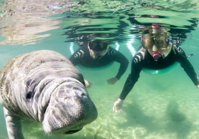 Fun 2 Dive Manatee Tours image 1