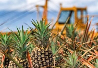 Maui Pineapple Tour image 3