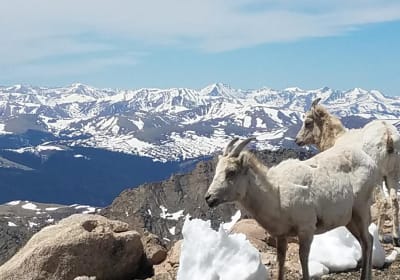 The Colorado Sightseer image 2