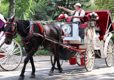 NYC Horse Carriage Rides EST.1979 image 3