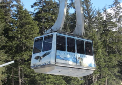 Alaska's Finest Tours & Adventures image 2