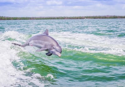 Florida Adventures and Rentals image 3