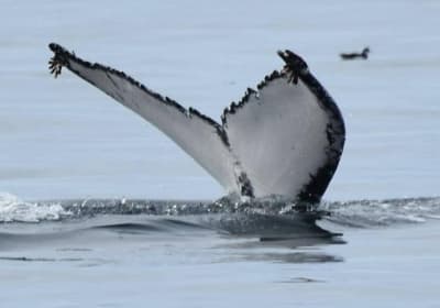 Dingle Dolphin Boat Tours image 2