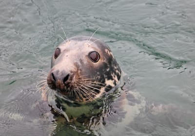 Westport Cruises image 2