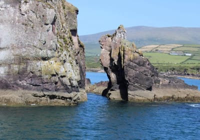 Dingle Dolphin Boat Tours image 3