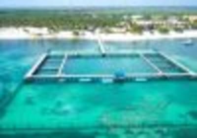 Punta Cana Dolphin Swim Adventure: 40-min Dolphin Experience 2