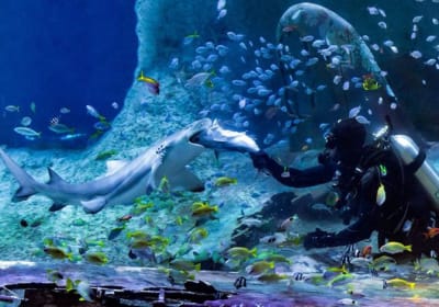 Explore Marine Wonders: National Aquarium Abu Dhabi. 2