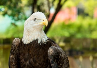 Houston Zoo Summer Saver Package 2