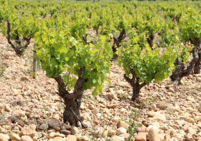 Marseille Cruise Excursion : Avignon & Provence wines 2