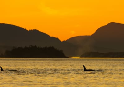 Open Boat Sunset Tour 2
