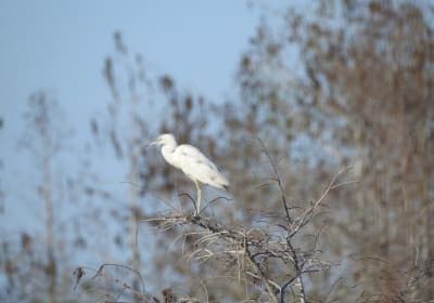 Everglades National Park Tour of Royal Palm, Nike Missile Site, and Pa-hay-okee! 2