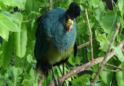 Explore The Green Planet Dubai: A Tropical Jungle Experience 2