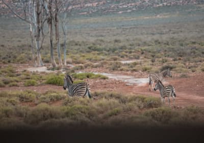 Aquila Game Reserve: Quad Bike Safari 2