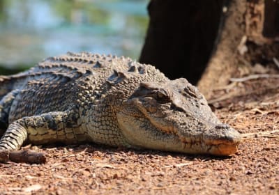 Crocodile Jumping Boat Cruise with Transfer from Darwin 2