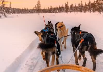 Slitta trainata da husky da Rovaniemi - 5 km 2