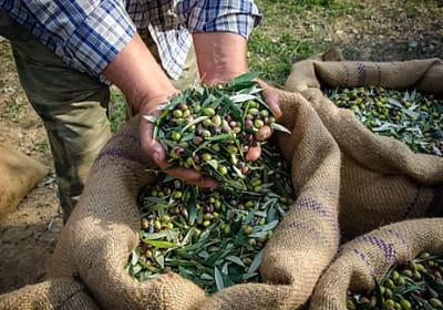 Discover the Pure Cretan Olive Oil, Wine & Beer 2