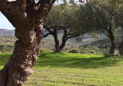 Heraklion’ s Gastronomic Treasures - Wine Olive Oil and Cheese 2