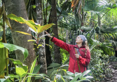 Kona Cloud Forest Pantropical Tour – Hawaii Eco Walk 2