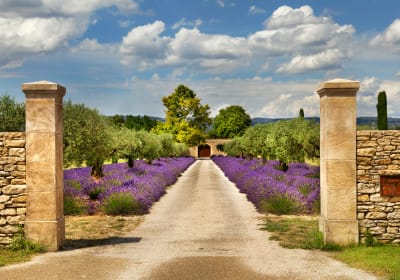 View from a Provence winery terrace overlooking vineyards during a wine tour from Aix-en-Provence