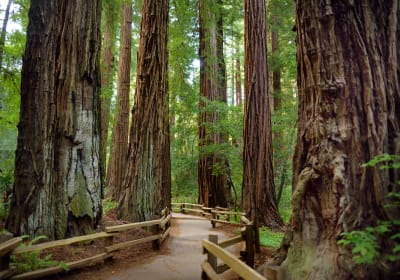 San Francisco Essential & Muir Woods: 24-Hours Hop-On Hop-Off Tour on Open-Top Bus & Muir Woods Visit 2