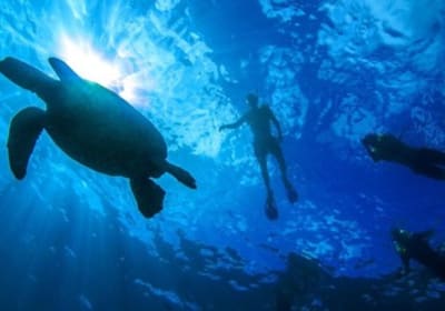Turtle Canyon Snorkeling Tour Honolulu 2