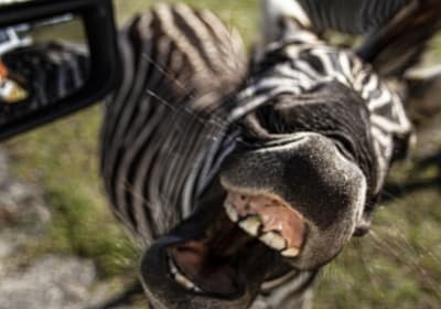 Wild Florida Drive-Thru Safari Park Admission Ticket 2