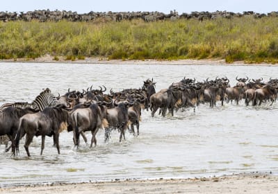 7-Day Serengeti Wildebeest Migration Safari 2