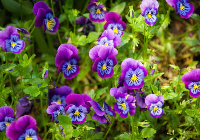 Colorful flower beds in Monet’s Clos Normand garden