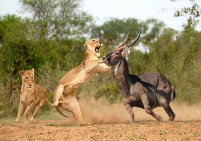 3 Day Maasai Mara Safari 2
