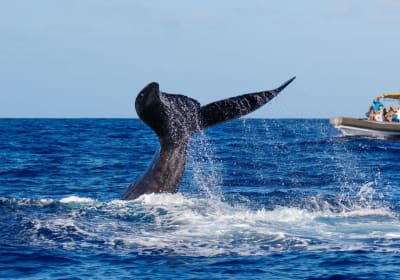 Full Day Whale & Wildlife Adventure 2