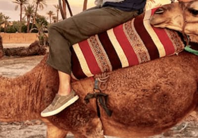 Marrakech Camel Ride in Palm Grove. 2