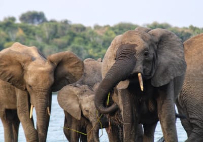 14 Days Uganda Gorillas And Adventure Safari 2