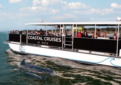 Dolphin Watching & Shelling Adventure In Tampa Bay 2