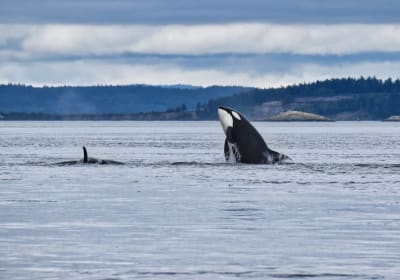 Whale and Wildlife Adventure - Zodiac Boat 2