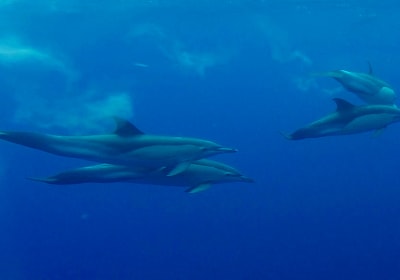 Lajes de Pico: Swimming with Wild Dolphins 2