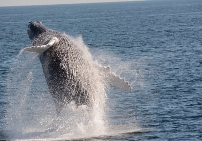 Cape May Whale and Dolphin Watching Adventure 2