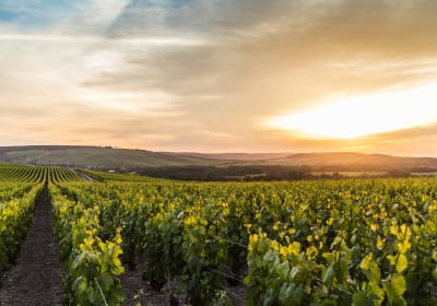 Rolling vineyards in the Champagne region France