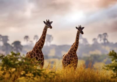 5 Days Fly-in Safari: Gorillas & the Nile Savannah 2