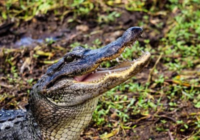 New Orleans Swamp Tour 2
