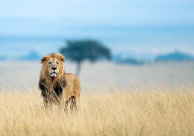 4 Days Maasai Mara 2