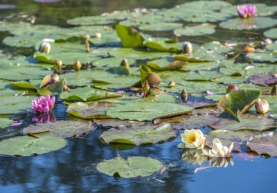 Water lilies floating on Monet’s pond in Giverny