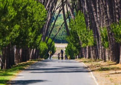 View of cyclists coming up a tree-lined driveway into a wine estate in Stellenbosch