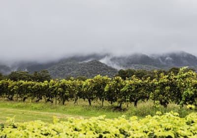 Hunter Valley 1 Day Wine Tour 2