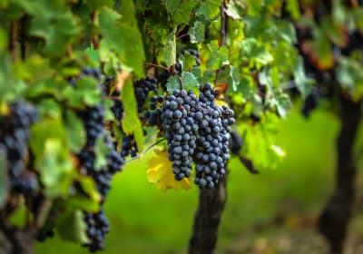 Bonaguil Castle & Malbec Wine Trip from Sarlat (private) 2