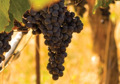 Dark purple wine grapes hanging from vine with green leaves in golden sunlight during harvest season