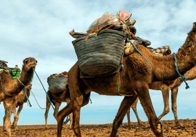 Marrakech to Merzouga Desert: 4-Day Trip. 2