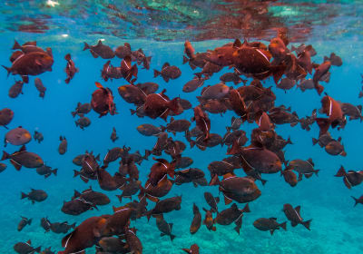 Molokini Wild Side Snorkel 2