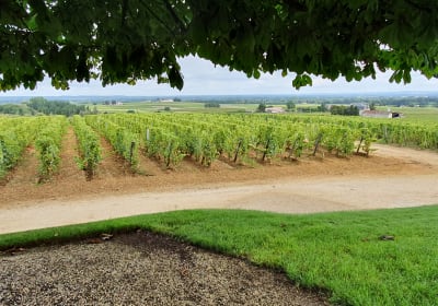 Sun-drenched rows of Sauternes vines stretching across the hillside near Château d'Yquem