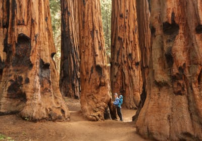 Sequoia Half Day Group Tour 2