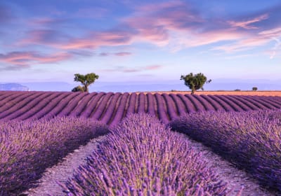 Rows of blooming lavender creating purple patterns in Provence countryside near Aix-en-Provence